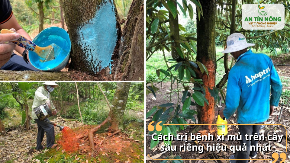 Cách trị bệnh xì mủ trên cây sầu riêng hiệu quả nhất