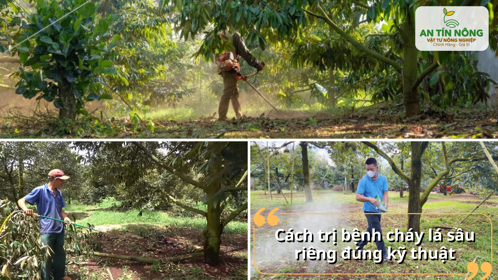 Các bước xử lý cháy lá sầu riêng an toàn và hiệu quả