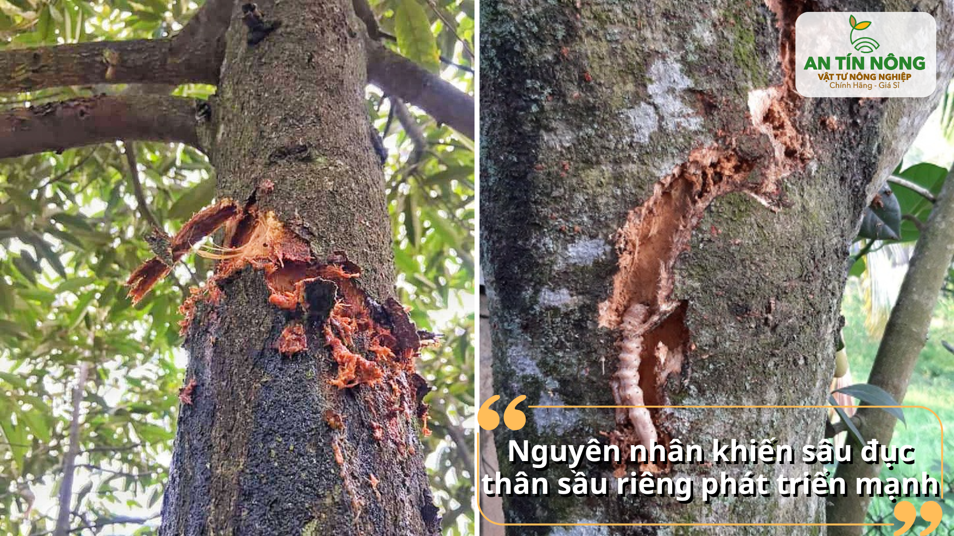 Lý do sâu đục thân bùng phát mạnh trong vườn và các yếu tố làm bệnh nặng hơn