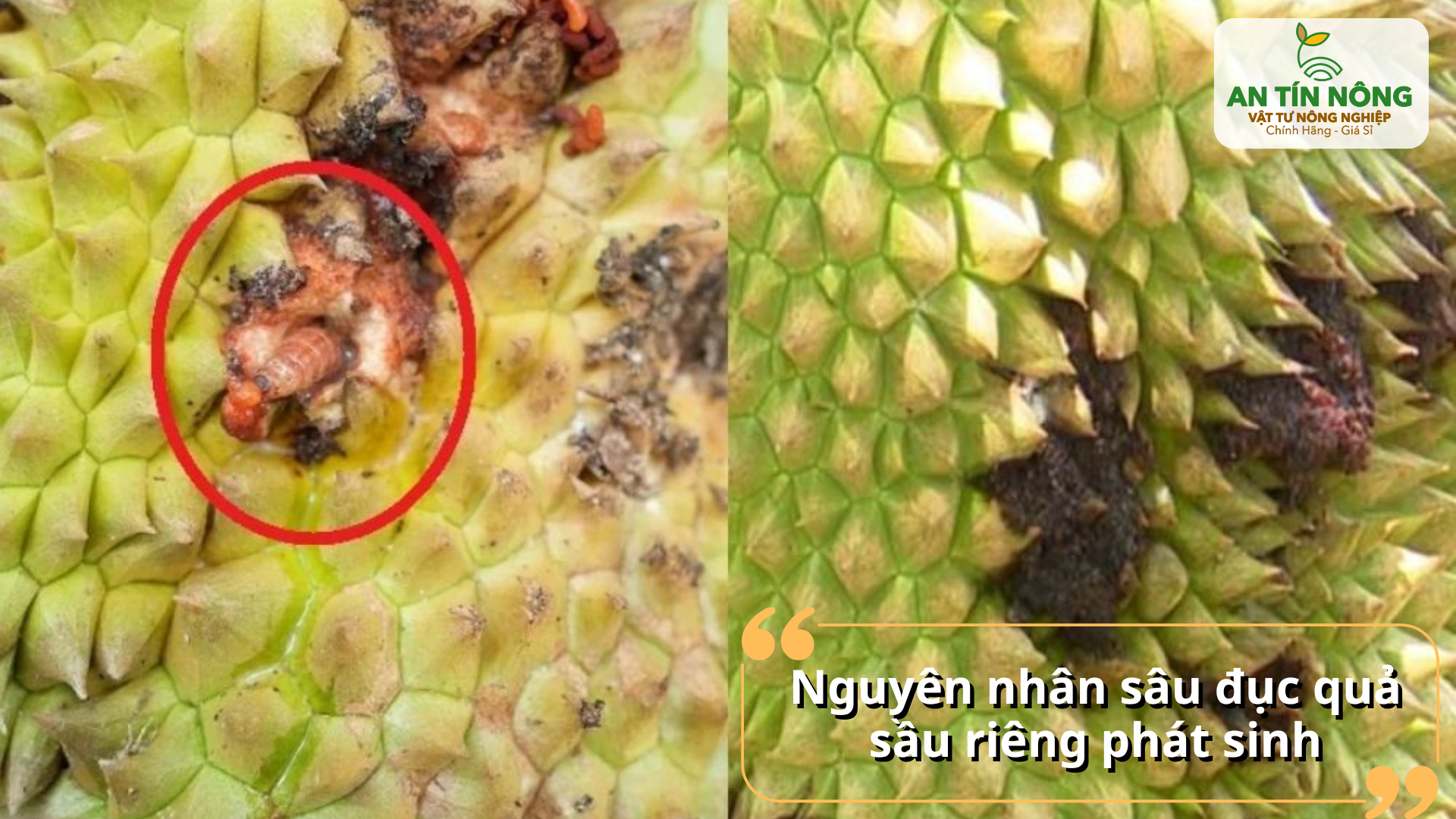 Thời tiết ẩm, vườn rậm rạp, không vệ sinh tán và không theo dõi bướm trưởng thành là điều kiện sâu bùng phát.