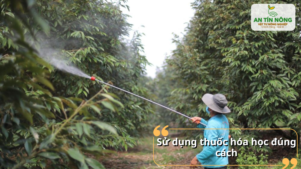 Phun đúng liều, đúng thời điểm, đúng loại thuốc để kiểm soát nấm mà vẫn an toàn cho cây