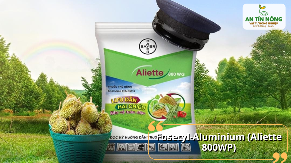 Aliette 800WP – Lưu dẫn hai chiều, phòng trị nấm Phytophthora cực mạnh.