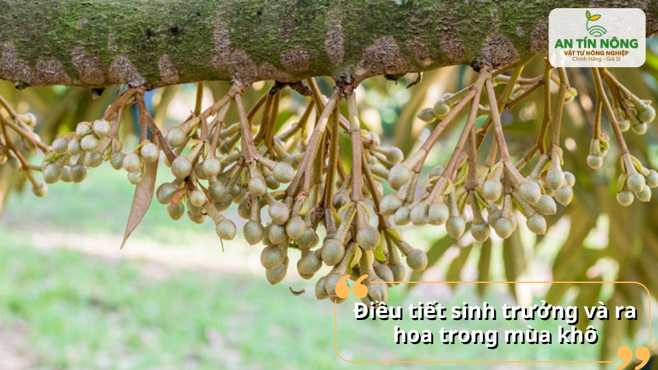 Quản lý nước và dinh dưỡng giúp cây ra hoa tập trung, đồng loạt.