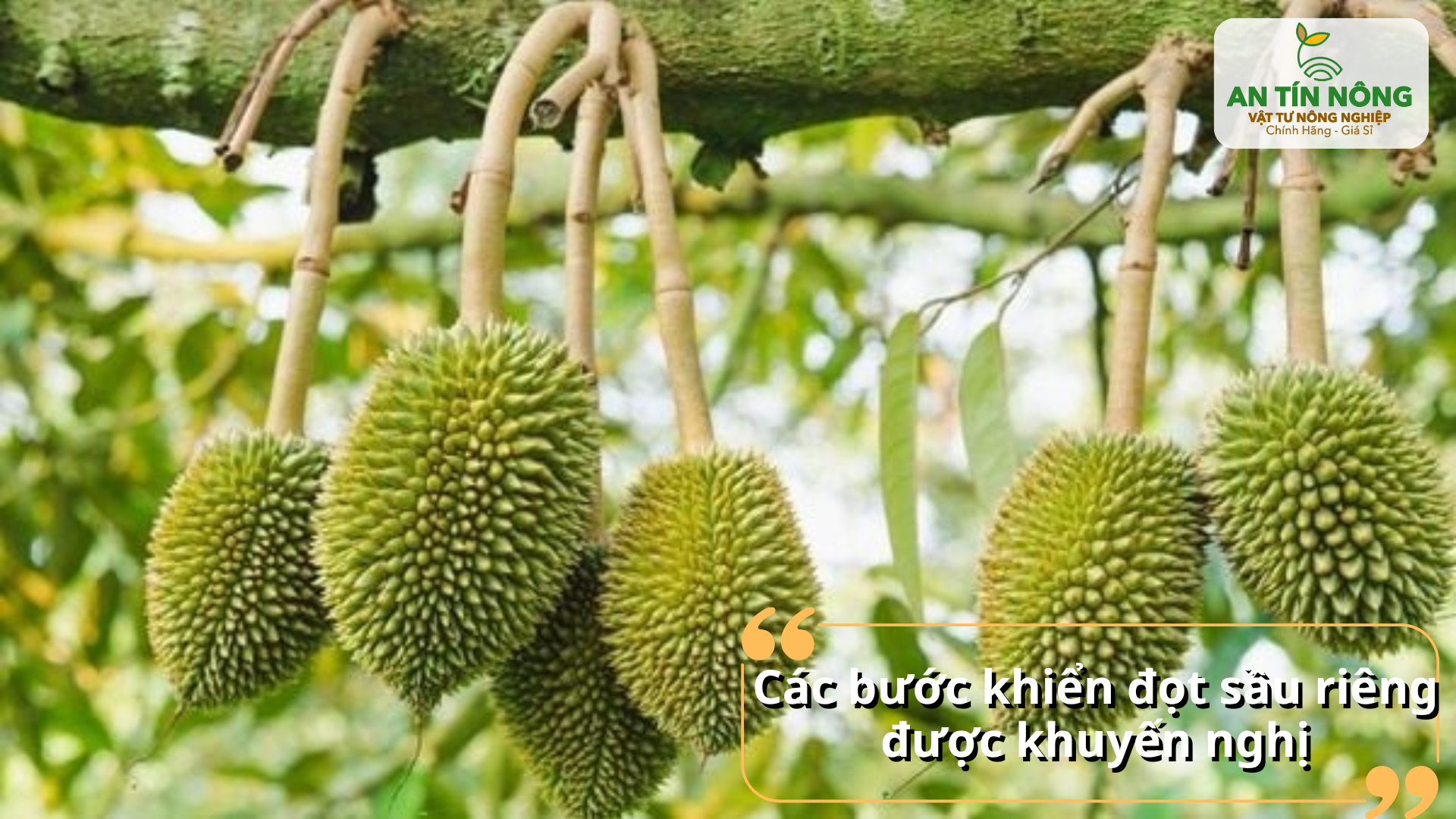 Thực hiện đúng quy trình từng bước giúp cây khỏe lâu dài và ổn định năng suất nhiều vụ.