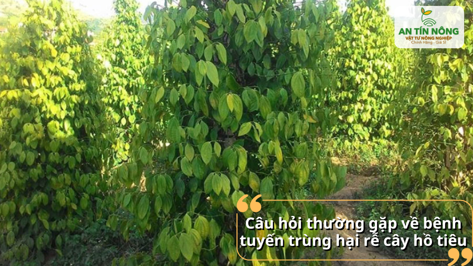 Vườn hồ tiêu phát triển ổn định sau khi áp dụng các biện pháp phòng trừ tuyến trùng.