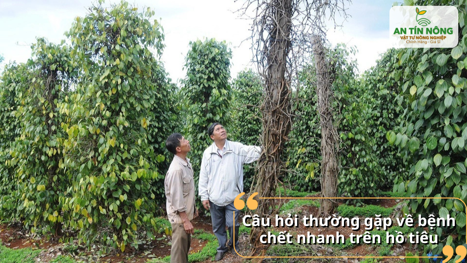 Những câu hỏi thường gặp của nhà vườn về bệnh chết nhanh trên cây hồ tiêu trong quá trình trồng