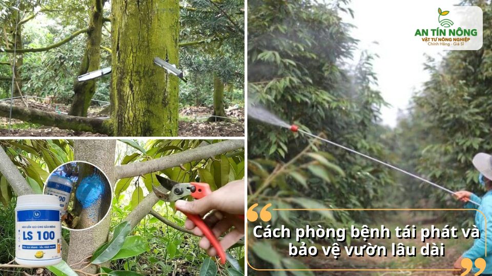 Duy trì thoát nước tốt, xử lý vết thương, quét thuốc ngừa nấm định kỳ giúp vườn sầu riêng an toàn cả mùa mưa