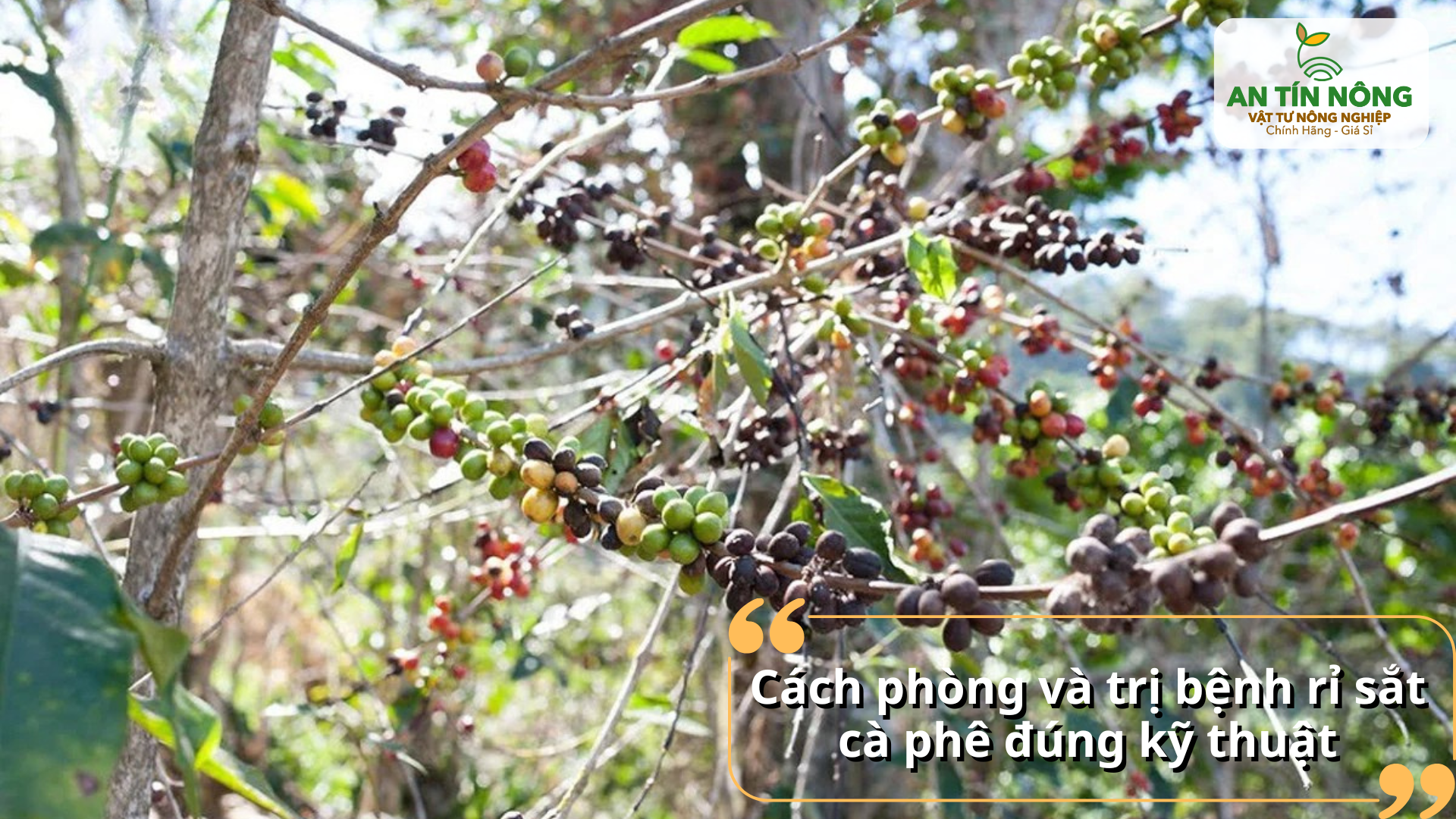 Tỉa cành tạo thông thoáng, bón phân cân đối và phun thuốc phòng trị đúng thời điểm.