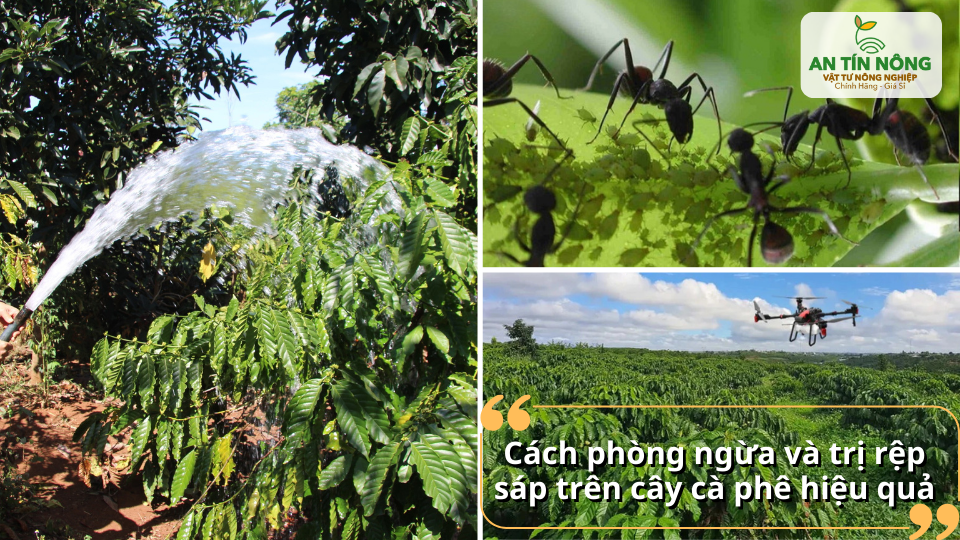 Áp dụng biện pháp tưới và kiểm soát sinh học để hạn chế rệp sáp trên cà phê