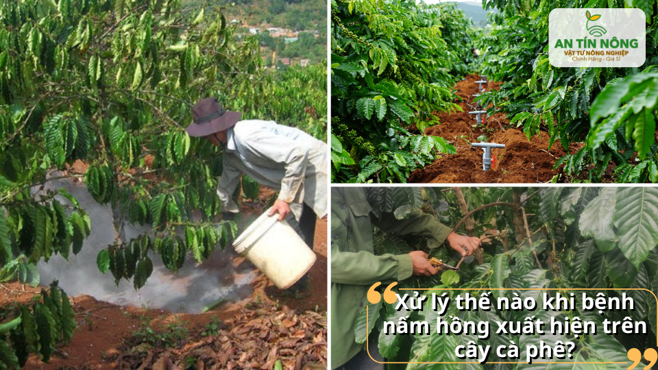 Biện pháp xử lý nấm hồng bằng chăm sóc và canh tác đúng kỹ thuật giúp hạn chế lây lan