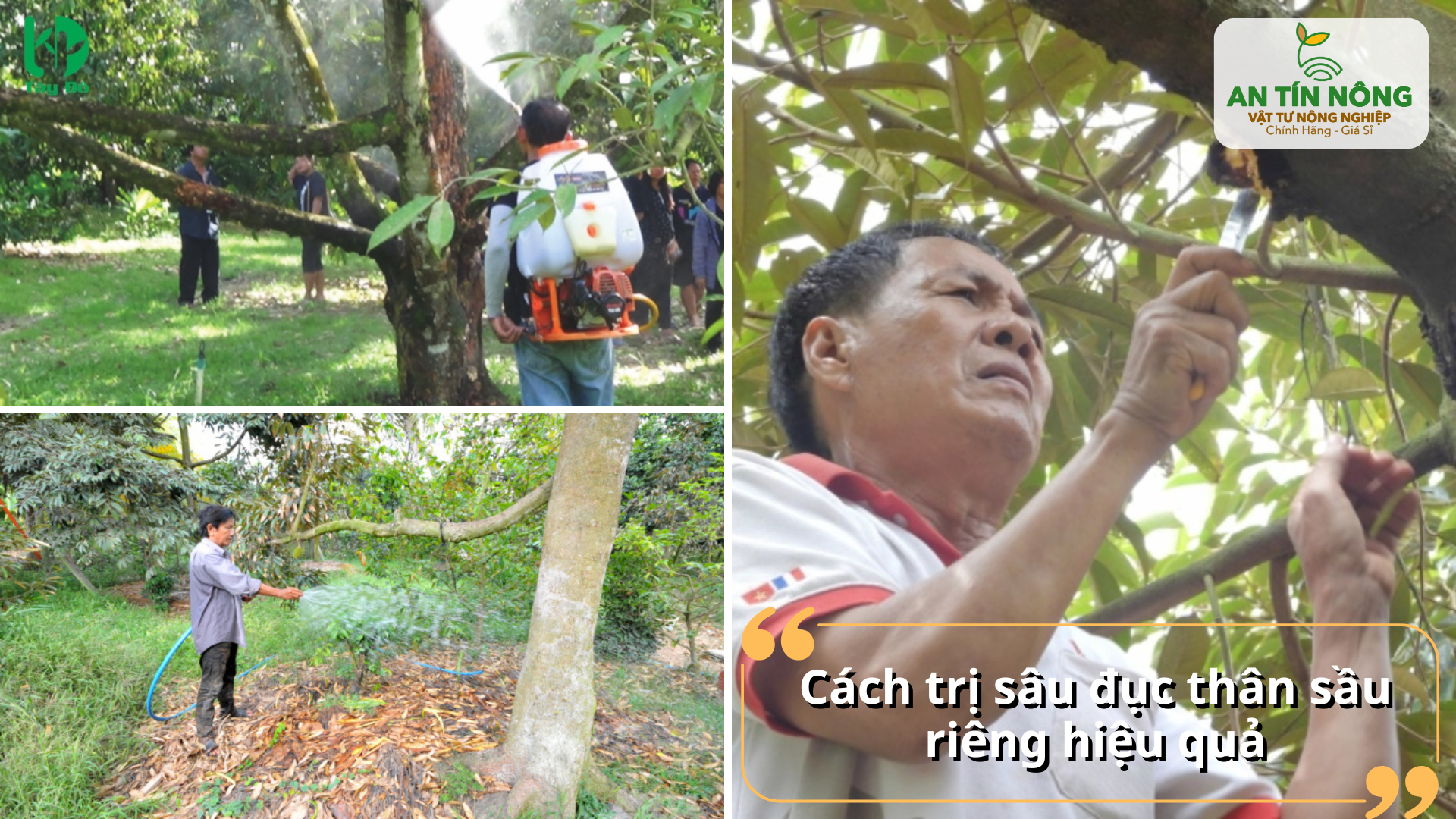 Hướng dẫn chi tiết quy trình trị sâu đục thân sầu riêng đúng kỹ thuật ngay tại vườn