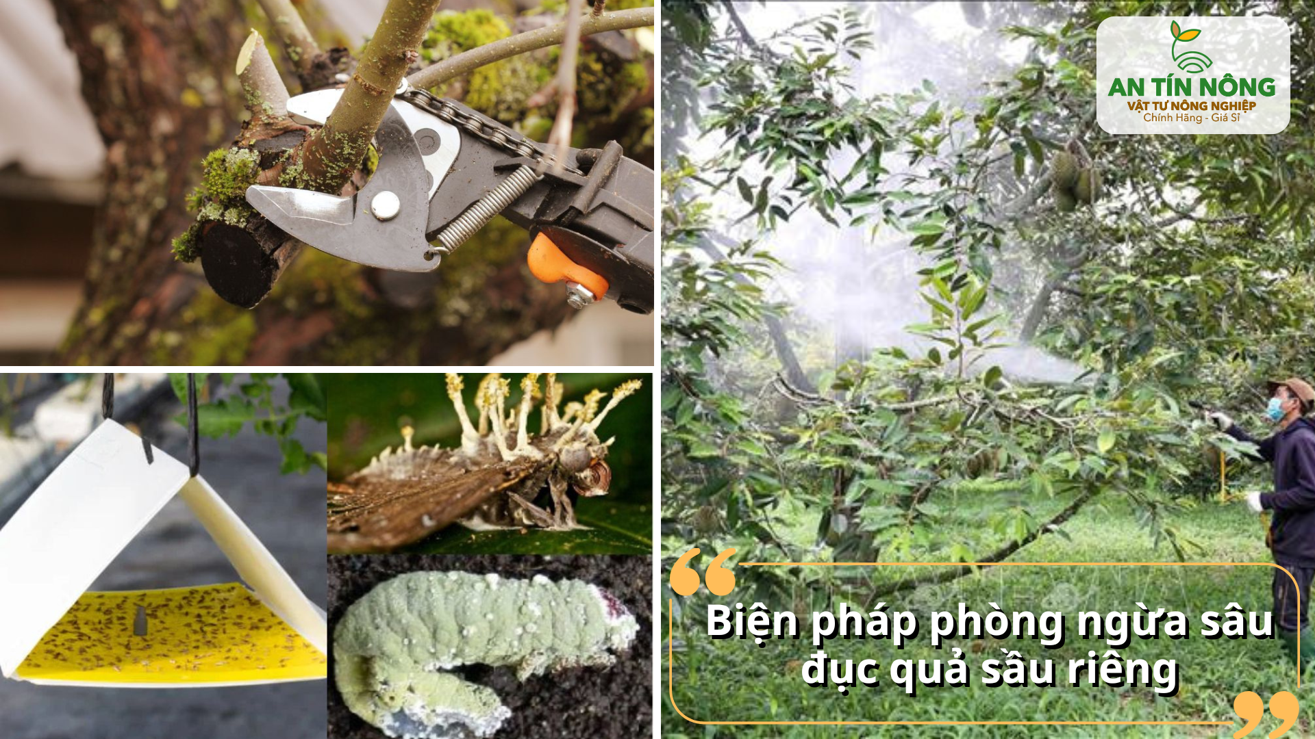 Tỉa tán, dọn vườn, dùng bẫy pheromone và luân phiên thuốc sinh học giúp giảm sâu hiệu quả.