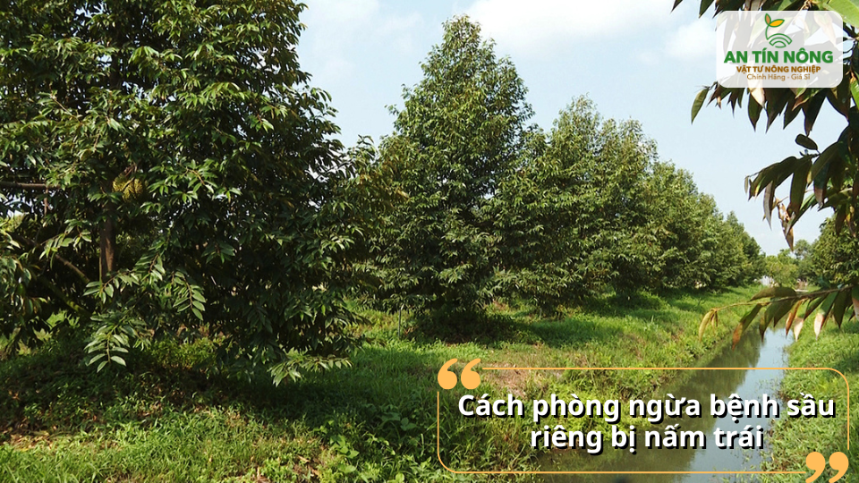 Duy trì hệ thống thoát nước tốt, tỉa tán thông thoáng và phòng nấm định kỳ giúp trái khỏe