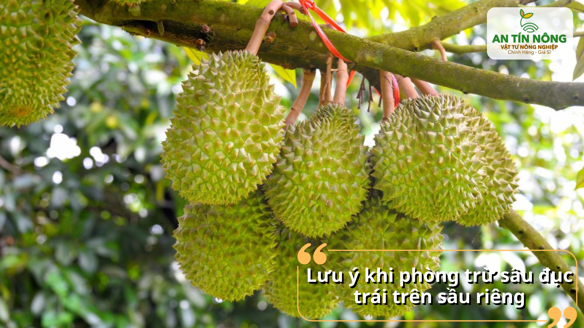 Theo dõi thường xuyên vườn, xử lý ngay khi thấy vết đục đầu tiên và đảm bảo thời gian cách ly đúng chuẩn.