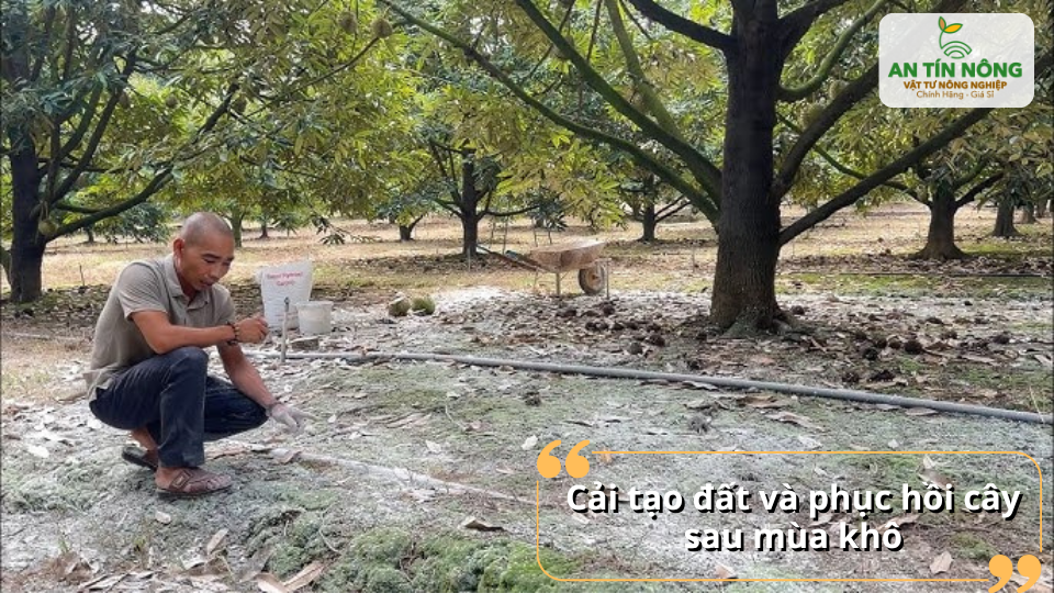 Giúp đất tơi xốp, rễ khỏe, cây nhanh hồi sức sau thời gian khắc nghiệt.