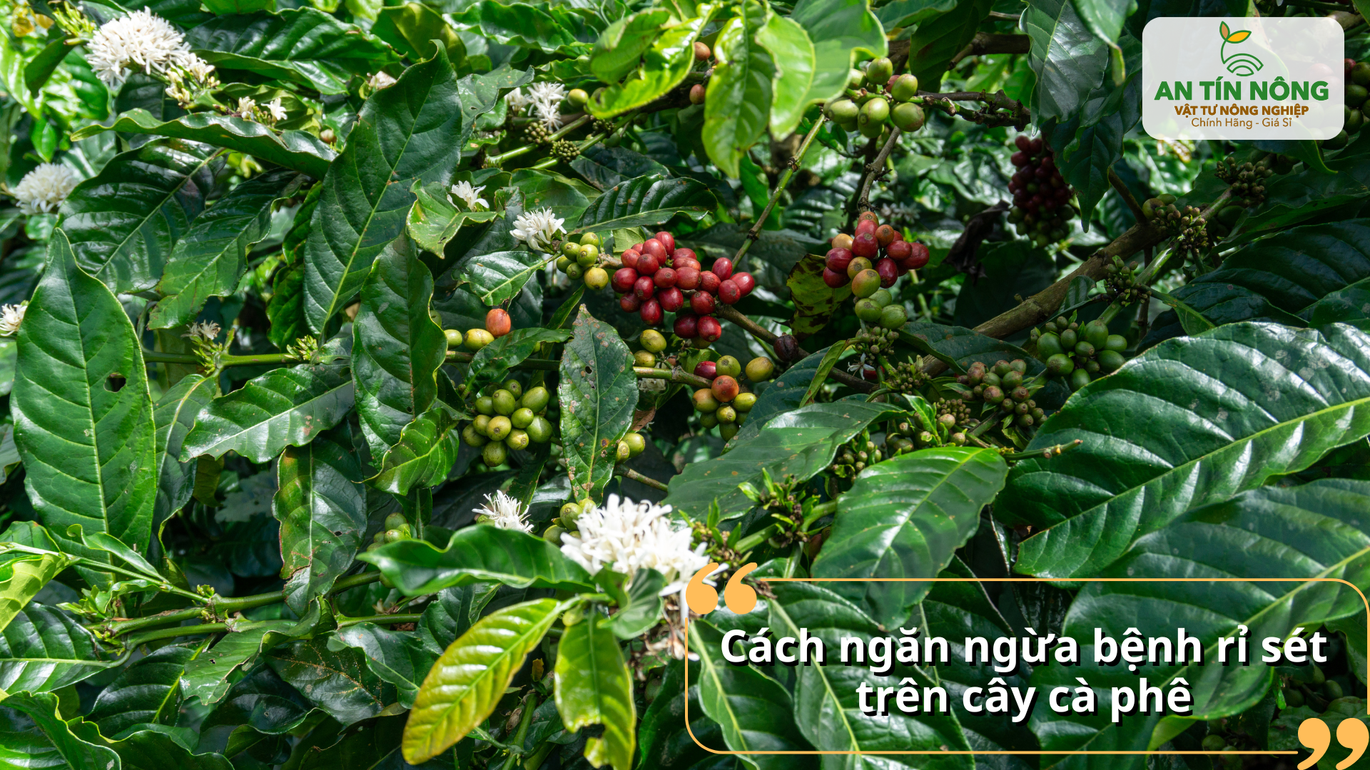 Chăm sóc cây khỏe ngay từ đầu vụ giúp hạn chế bệnh phát sinh và giảm chi phí phòng trừ.