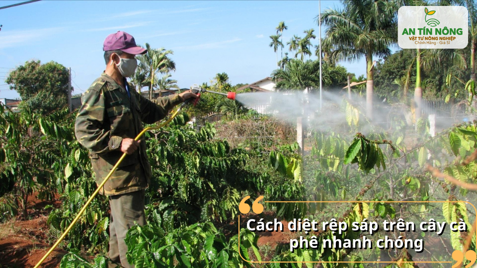 Phun thuốc đúng kỹ thuật giúp tiêu diệt rệp sáp nhanh và hiệu quả