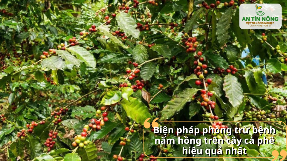 Vườn cà phê khỏe mạnh nhờ áp dụng phòng trừ nấm hồng kịp thời và hiệu quả