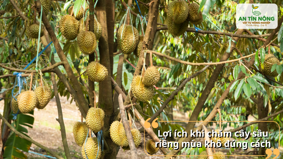 Cây khỏe mạnh, đậu trái tốt và nâng cao năng suất, chất lượng trái.