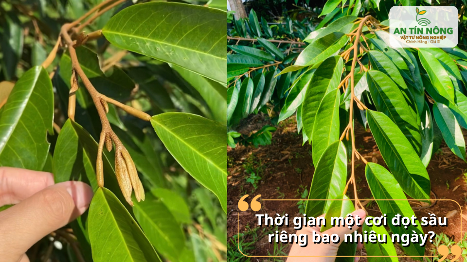 Cơi đọt sầu riêng thường kéo dài 18–25 ngày tùy thời tiết và chế độ chăm sóc.