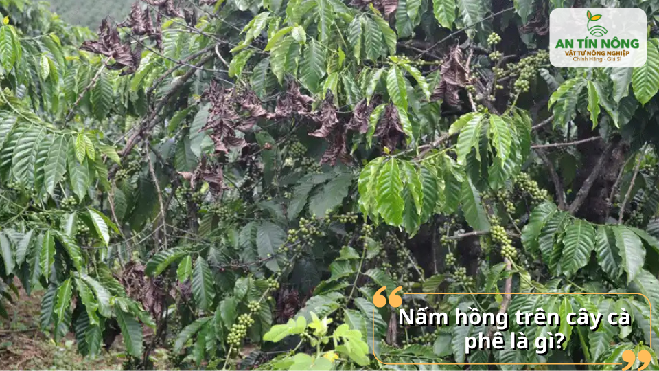 Toàn cảnh vườn cà phê bị nấm hồng tấn công khiến lá khô cháy và cành chết dần