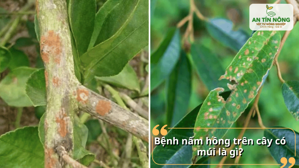 Nấm hồng là bệnh do nấm gây ra, thường tấn công thân và cành non cây có múi.