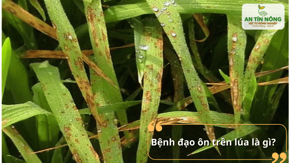 Bệnh đạo ôn là bệnh do nấm gây hại, thường xuất hiện trên lá, thân và cổ bông lúa.