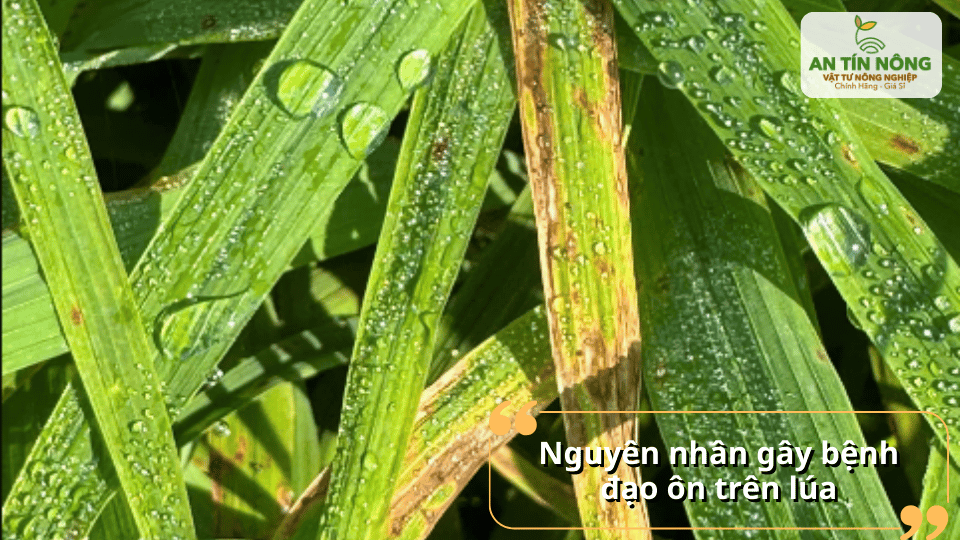 Nguyên nhân chính gây bệnh đạo ôn là thời tiết ẩm cao, sương nhiều và bón thừa đạm.