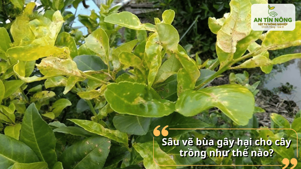 Sâu vẽ bùa làm lá vàng, giảm quang hợp, cây sinh trưởng chậm rõ rệt.