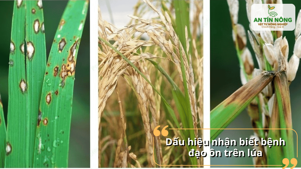Dấu hiệu dễ nhận biết là vết bệnh hình thoi, cháy lá, khô cổ bông và lép hạt.