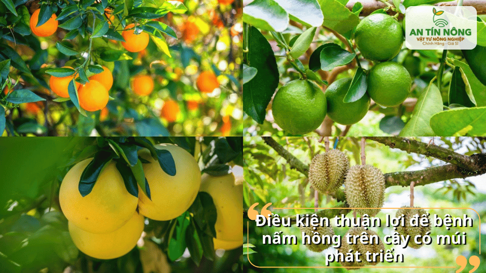 Thời tiết mưa nhiều, ẩm độ cao tạo điều kiện thuận lợi cho bệnh nấm hồng phát triển mạnh