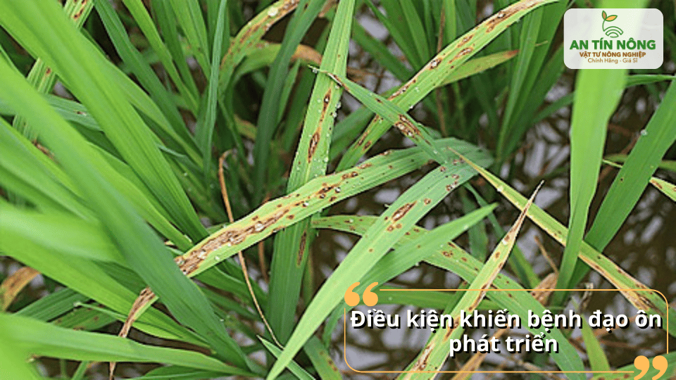 Ruộng rậm rạp, ẩm độ cao là điều kiện thuận lợi để bệnh đạo ôn phát triển mạnh.