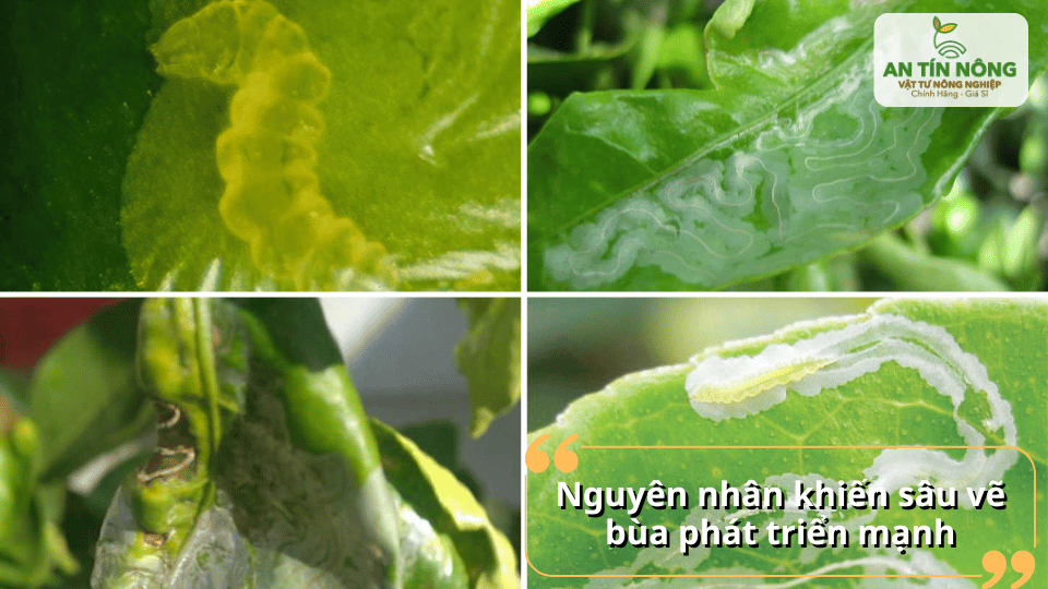 Điều kiện ẩm, nhiều lộc non khiến sâu vẽ bùa phát triển mạnh và lây lan nhanh.