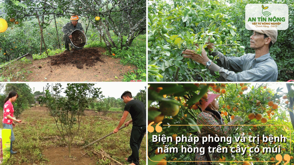 Chăm sóc, bón phân cân đối giúp cây có múi tăng sức đề kháng và hạn chế nấm hồng