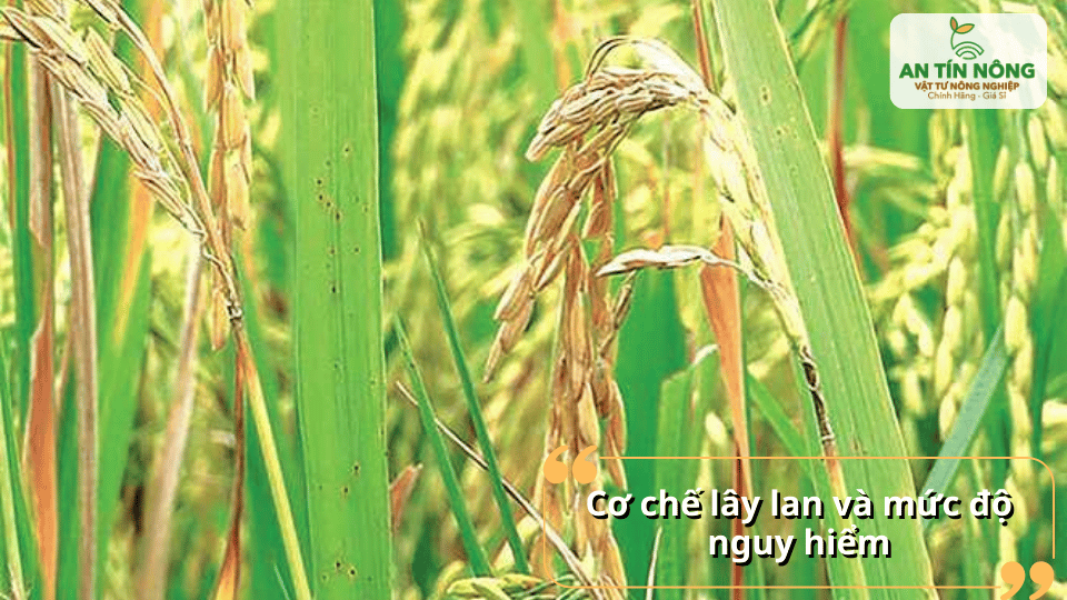 Bệnh đạo ôn lây lan nhanh qua gió, nước và tàn dư cây trồng trong ruộng.