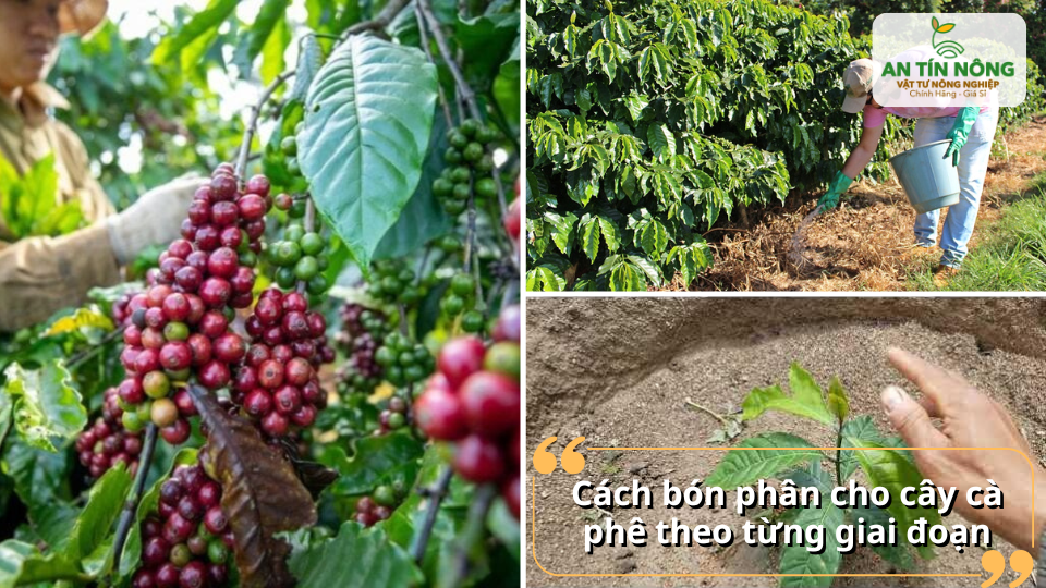 Từ giai đoạn kiến thiết đến kinh doanh, cách bón phân cho cà phê cần điều chỉnh linh hoạt để nuôi cây và nuôi trái hiệu quả.