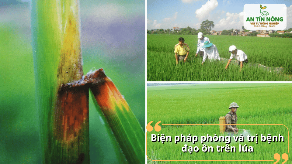 Cần áp dụng biện pháp phòng trị tổng hợp để kiểm soát bệnh đạo ôn hiệu quả và bền vững.