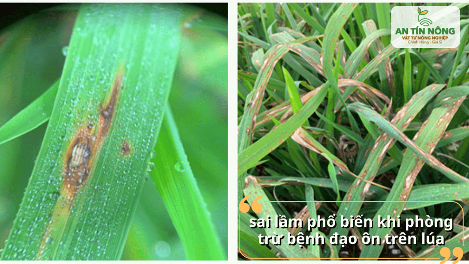 Phun thuốc không đúng thời điểm là sai lầm phổ biến khiến bệnh đạo ôn khó kiểm soát.