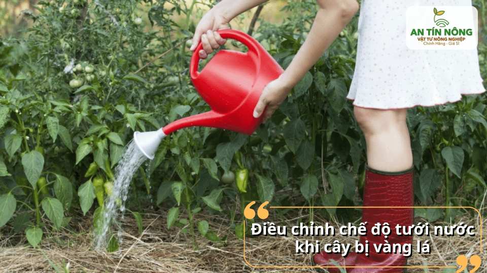 Tưới quá nhiều hay quá ít đều ảnh hưởng đến bộ rễ, cần điều chỉnh lượng nước phù hợp để cây hấp thu dinh dưỡng tốt hơn