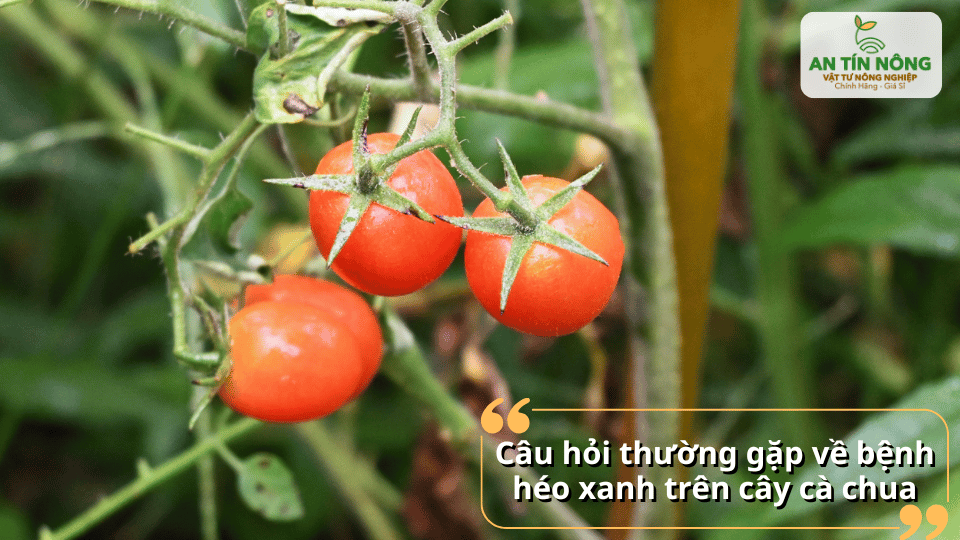 Giải đáp các thắc mắc thường gặp của bà con nông dân trong quá trình quản lý bệnh héo xanh trên cà chua.