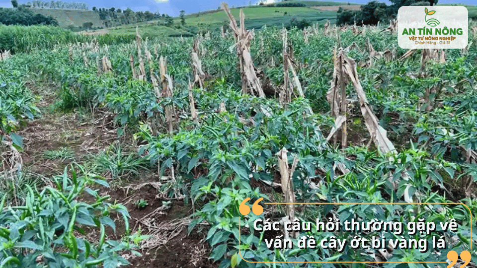 Sau khi áp dụng biện pháp phù hợp, cây ớt dần xanh lại, sinh trưởng ổn định và cho trái bình thường