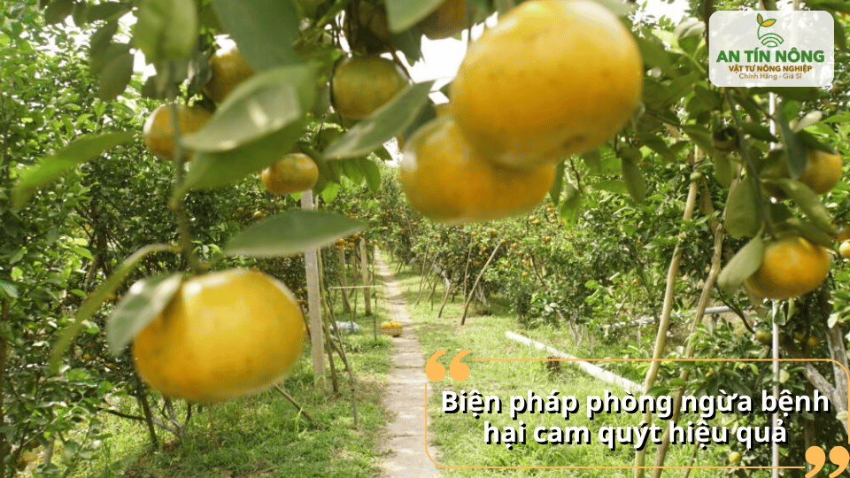 Áp dụng các biện pháp phòng ngừa giúp bảo vệ vườn cam quýt phát triển khỏe mạnh.