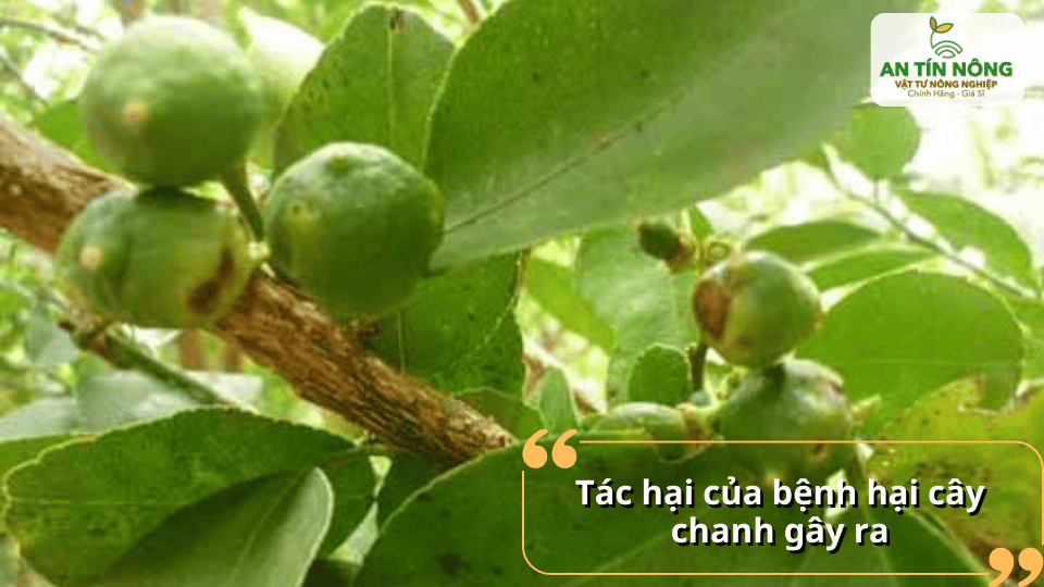 Sâu bệnh gây rụng trái, giảm năng suất và chất lượng thu hoạch.