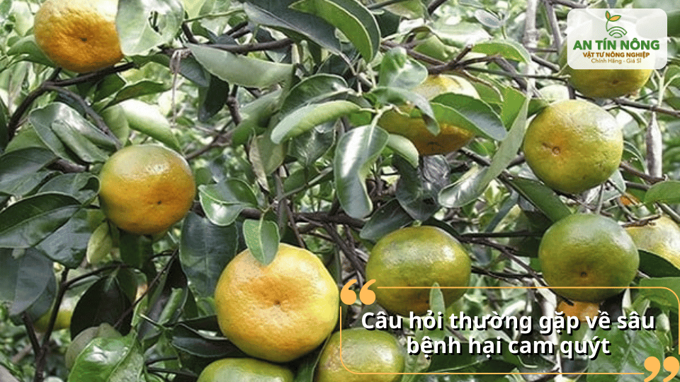 Giải đáp các câu hỏi thường gặp giúp người trồng quản lý sâu bệnh hiệu quả hơn.