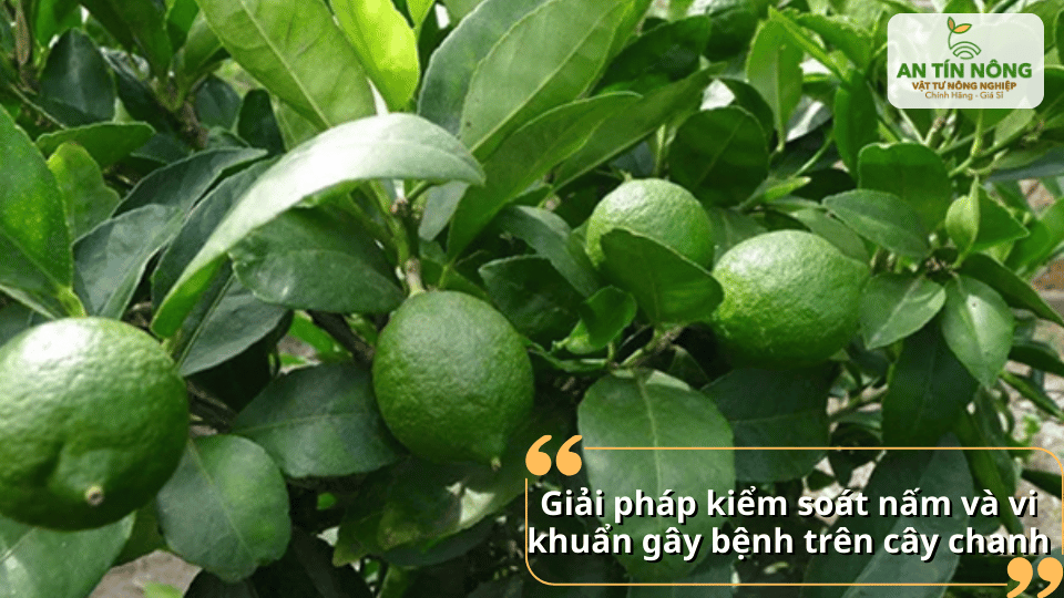 Kiểm soát nấm và vi khuẩn giúp hạn chế bệnh và tăng năng suất vườn chanh.