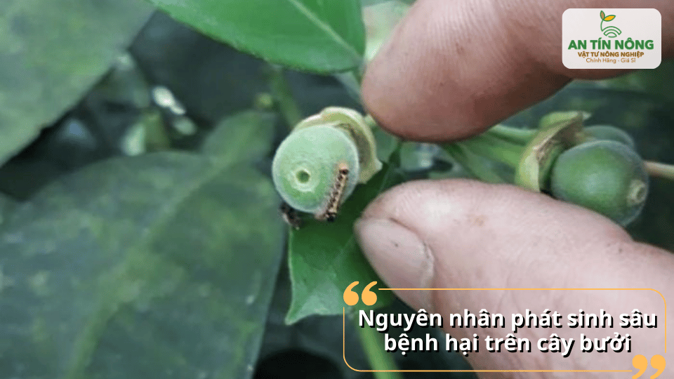 Xác định nguyên nhân phát sinh sâu bệnh để có hướng xử lý kịp thời.