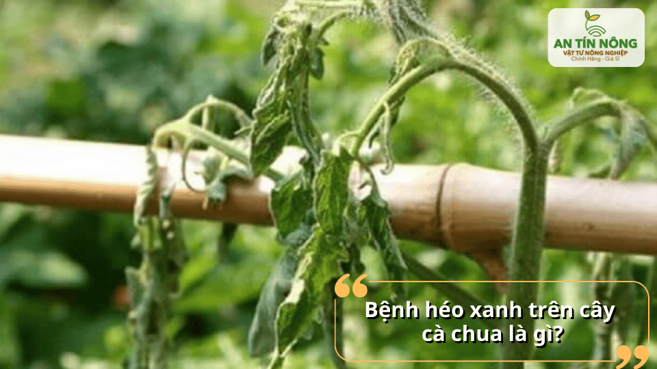 Tìm hiểu khái niệm bệnh héo xanh là gì và cách nhận biết hiện tượng cây chết rũ dù lá vẫn còn xanh.