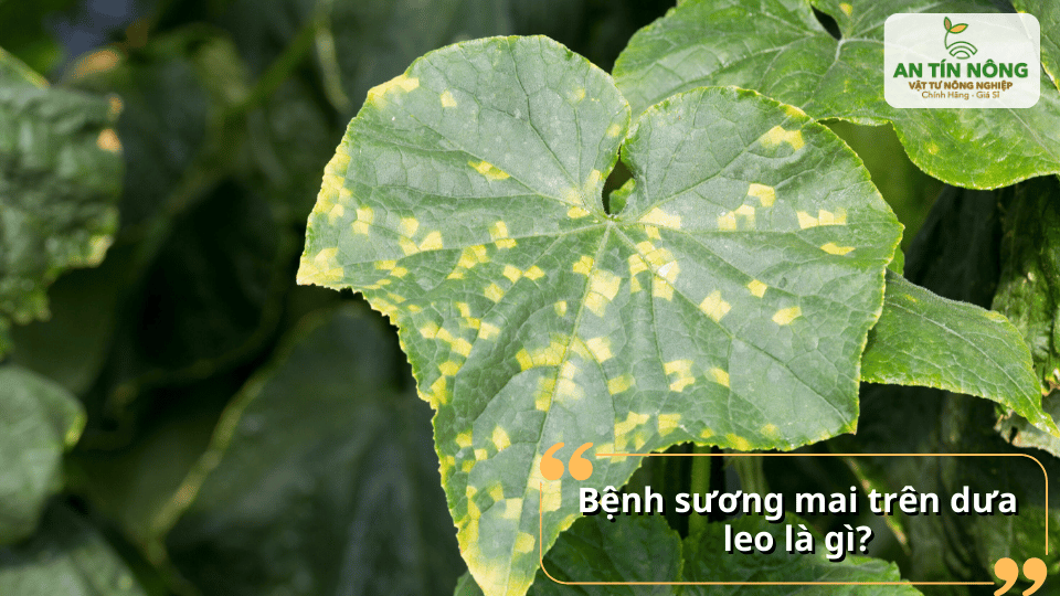 Lá dưa leo xuất hiện các đốm vàng nhạt – dấu hiệu điển hình cho thấy cây đã nhiễm bệnh sương mai.