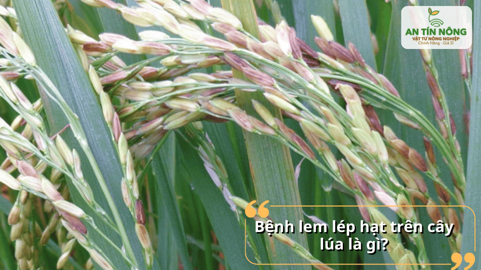 Tìm hiểu khái niệm bệnh lem lép hạt là gì và cách nhận diện qua sự đổi màu trên bông lúa.