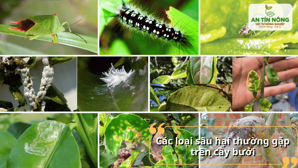 Nhận diện các loại sâu hại phổ biến gây ảnh hưởng đến sinh trưởng cây bưởi.